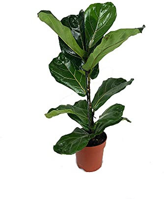 PLANTA NATURAL FICUS LYRATA M17 100CM PARA INTERIOR DEL HOGAR