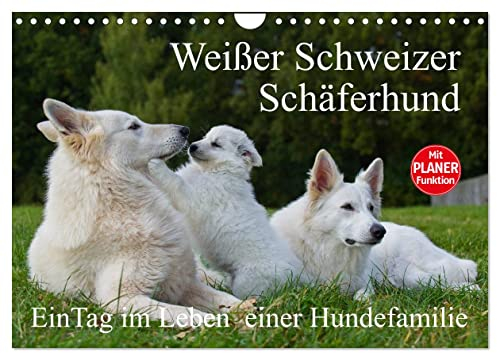 Weißer Schweizer Schäferhund - Ein Tag im Leben einer Hundefamilie (Wandkalender 2024 DIN A4 quer), CALVENDO Monatskalender: Auf 13 Kalenderblättern ... einer Hundefamilie teilhaben (CALVENDO Tiere)
