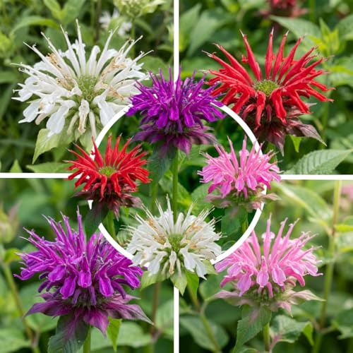 FLORIUM Monarda Kollektion (10 Pflanzen), Mix von 5 Sorten, Winterhart und Mehrjährig, Stauden aus Holland (kein Samen, Zwiebeln und nicht künstlich), Weiß-Rot-Rosa-Violett Farben