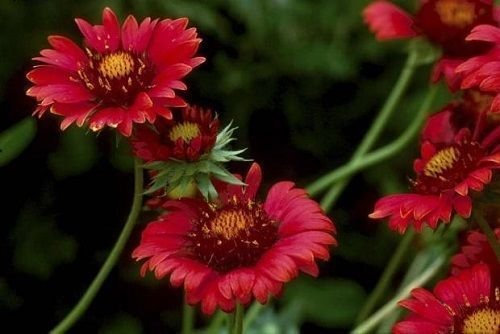 Kokardenblume Bourgogne Gaillardia Aristata 50 Samen