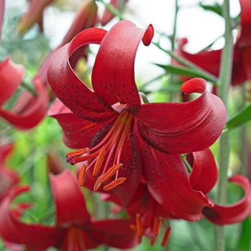 5x Frische Blumenzwiebeln der Asiatischen Lilie  Red Velvet  ROT Echte RARITÄT