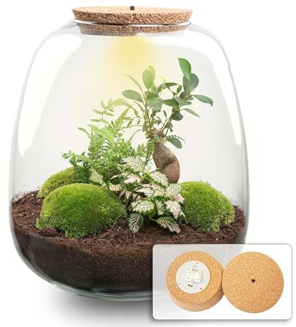 urbanjngl - urbanjngl.com - Emma - Bonsai Red - Flaschengarten mit Licht - DIY Terrarium mit Pflanzen im Glas - Ø 23 cm ↑ 25 cm