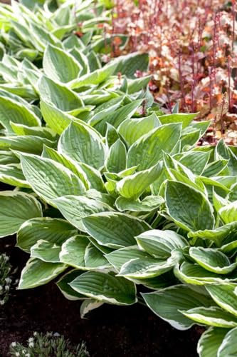 Hosta ‘Patriot’ – WINTERHART, MEHRJÄHRIG, PFLEGELEICHT – Funkie – Staude für Schattenbeet & Kübel