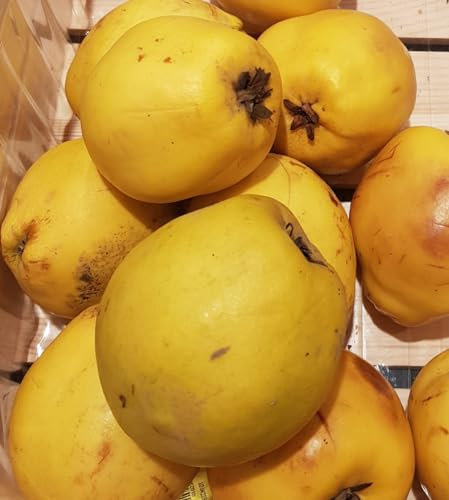 Cydonia oblonga 'Provence BA29' / Cognassier BA29 / Conteneur de 2 à 2.9 litres Profond/Fruitier