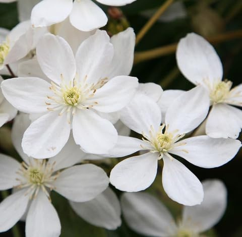 Fresh 100pcs White Clematis Armandii Flower Seeds