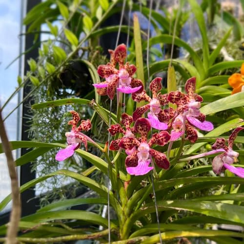 semi di orchidea vanda, balcone resistenti perenni orchidee resistenti per giardino roccioso, recisi da interno, balcone 200pcs