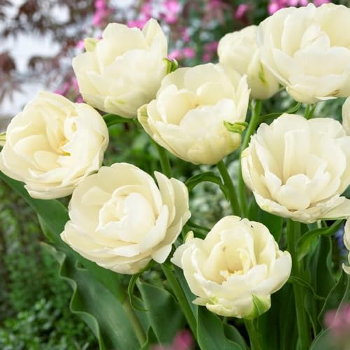 Tulipes Double White Passion - 20 Bulbes de Fleurs à Planter Exterieur - Plantes Vivaces Exterieur - Rustique - Naturelle Plantes de Hollande (pas de graines, non artificielle)