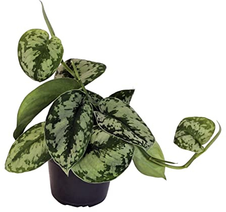 Efeutute, Scindapsus, (Epipremnum aureum) Sorte: Trebie, geflecktes grün-silbriges Blattwerk, rankend, Ampelpflanze, luftreinigend (1)