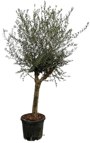 Ulivo Olea Lorc – ca. 200 cm di altezza – Ø 45 cm – Pianta mediterranea per camera e giardino – Verde pervinca e facile da pulire – Per luoghi soleggiati