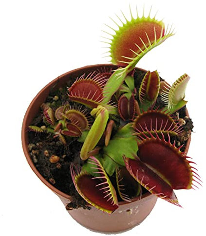 Venus Atrapamoscas Planta Carnívora Real Dionaea Muscipula