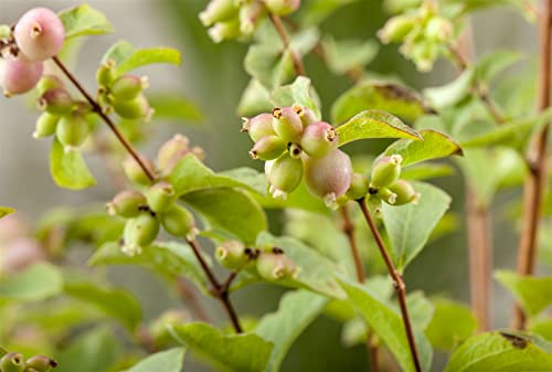 Symphoricarpos doorenbosii 'Magic Berry' - Schneebeere, Winterhart & Pflegeleicht, C12 Topf, 100-125cm Zierstrauch