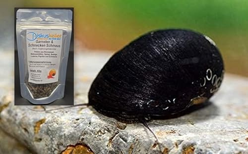 Diskuskeller Napfschnecke - Neritina pulligera (7 Stk.) Algenkiller Nr. 1 ! Schnecke für Aquarium Algenkontrolle