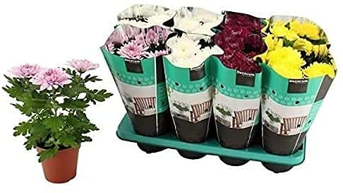 Pack de 12 Crisantemos con Flores de Colores Chrysanthemum Indicum Supernova Plantas Naturales