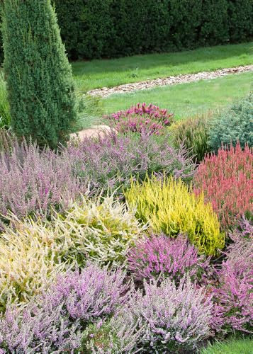 6 - All Seasons Heather Plant Collection - Mixed Collection - Evergreen Shrubs - Pot Plants