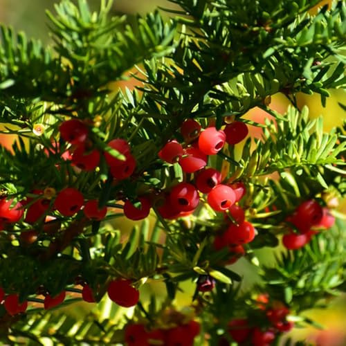 semi di taxus baccata - resistenti all'esterno, interno baumsamen verdi, 300pcs