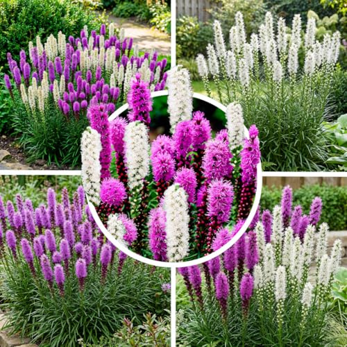 FLORIUM Liatris spicata Lila und Weiß Kollektion (50 Zwiebeln), Mix von 2 Sorten, 25 von jeder Farbe, Winterhart und Mehrjährig, Stauden aus Holland, Weiß-Violett Farben