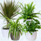 4 x Air purifier House plants – Natural dehumidifier & moisture absorber, mould remover & air freshner plants in 13cm pots for home