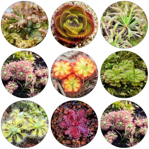 sonnentau balkongarten hochbeet balkon winterharte kübelpflanzen pflanzendeko kräuterpflanzen büropflanzen kräutersamen blumengarten dekopflanzen blumensamen balkonpflanzen winterhart 130samen