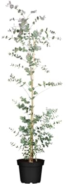 Eucalyptus 'Silver Dollar' 60–80 cm – Immergrün, Mehrjährig & Pflegeleicht – Eukalyptus – Kübelpflanze für Terrasse & Balkon