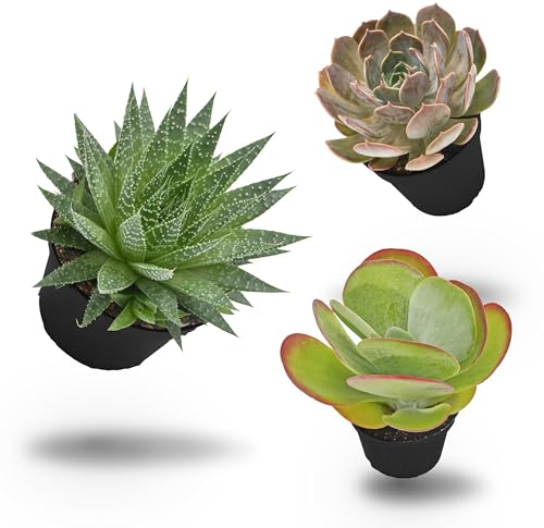 Pasiora Sukkulenten Mix im 6cm Topf, verschiedene kleine Pflanzen, Geschenkset (3 Stück), Bunte Mischung