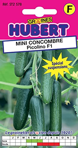 10 Graines de Mini-Concombre Picolino F1 - Spécial Suspensions