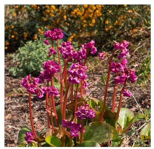 Stauden Gänge 3 x Bergenia cordifolia 'Eroica' (Winterhart/Stauden/Staude/Mehrjährig/Immergrün/Bodendecker) Bergenie - Winterharte Eleganz mit feurigen Akzenten - Bienenfreundlich