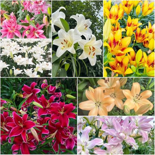 lilien - blumendeko gartenpflanzen blumenwiese deko pflanzenkübel zimmerpflanzen exotische garden bonsai - seltene serie 9zwiebeln