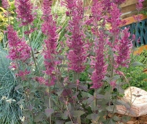 20 Semi Agastache 'BOLERO, Colibrì e la farfalla favorites.Mosquito Hyssop
