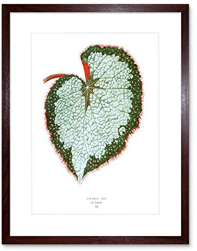 Wee Blue Coo Leaf Begonia Rex Var Grandis Art Print Framed Poster Wall Decor 9x7 inch