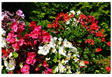 Pcs - 800x Bégonia Mixte Begonia Rügen Semperflorens Arbuste Jardin Plantes - Graines K13 - Seeds & Plants Shop by Ipsa