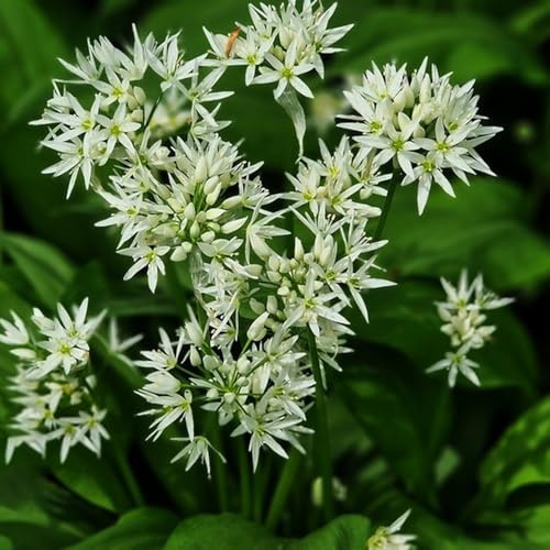 semillas de ajo silvestre - en ajo silvestre de jardín orgánicas resistente jardín parterre interior, variedades antiguas 350pcs