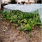 Adaptive Greenhouse Tunnel Foil for Shielding Crops from Environmental Stressors (2 m)