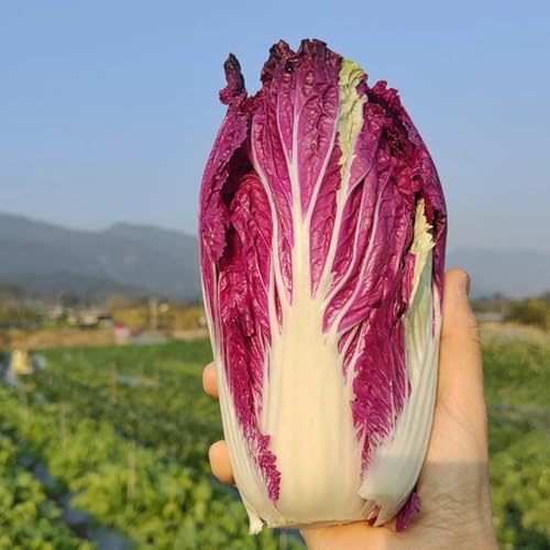 col china pak choi de cocina de balcón resistentes jardín del balcón verdes semillas jardín semillas orgánicas invernadero interior orgánicas 350pcs