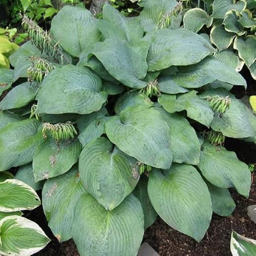 6 x Hosta 'Blue Umbrellas' - Perenni Vaso 9cm x 9cm