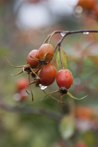Rosa glauca 40–60 cm – Winterhart, Mehrjährig, Pflegeleicht – Rotblättrige Rose – Heckenpflanze für Garten & Sichtschutz
