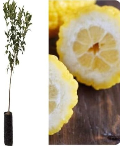 Pianta da Frutto in Fitocella, 2 Anni, Altezza 150 cm, Resistente, per Balconi Terrazze e Piccoli Giardini 1 PIANTA DI (LIMONE PANE)