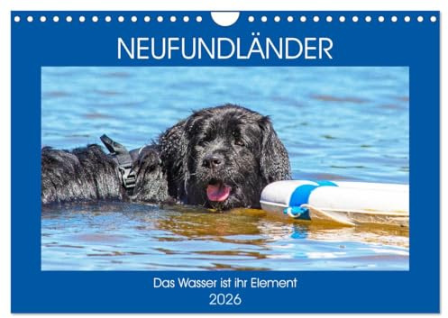 Neufundländer - Das Wasser ist ihr Element (Wandkalender 2026 DIN A4 quer), CALVENDO Monatskalender: Neufundländer in allen drei Farben in ihrem ... auf 13 hinreißenden Bildern (CALVENDO Tiere)