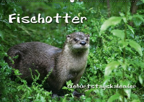 Fischotter Geburtstagskalender (Wandkalender immerwährend DIN A2 quer): Geschickte Fischjäger (Monatskalender, 14 Seiten) (CALVENDO Tiere) [Kalender] [Oct 10, 2013] B, M
