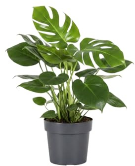 Monstera Deliciosa Planta de Hojas Grandes DECOALIVE Maceta 17 cm Altura 55 cm para Rincones Luminosos