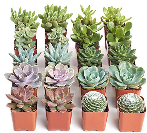 Shop Succulents Assorted Succulent Plant Pack Bulk Collection - Live Mini Succulent Plants, Low Maintenance, Mixture of Colors & Textures - Wedding and Party Favors, Gift & Garden, Pack of 20