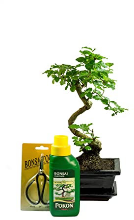 Bonsai Tree with Pot + Feed & Scissors – House and Desktop Plant, Real Live Indoor Bonsai, Very Easy to Care for. - 23cm to 35cm High…