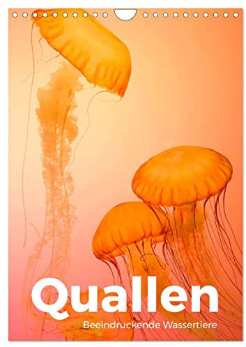 Quallen - Beeindruckende Wassertiere (Wandkalender 2026 DIN A4 hoch), CALVENDO Monatskalender: Entdecken Sie die wunderschöne Welt der Quallen. (CALVENDO Tiere)