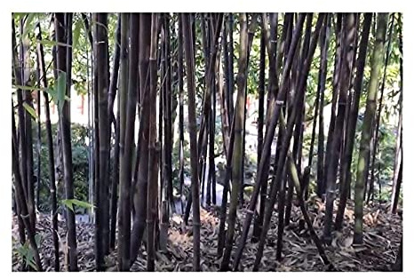 Stk - 10x Phyllostachys nigra Schwarzrohr Bambus Pflanzen - Samen B93 - Seeds & Plants Shop by Ipsa