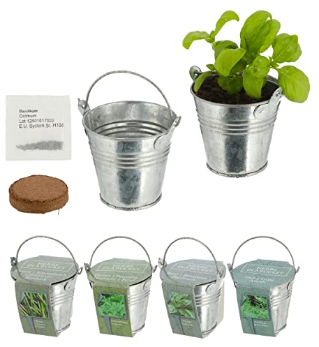 Garten Anzuchtset mini Schnittlauch Petersilie Basilikum Dill Küchenkräuter mit Samen Kräuter im Zinkeimer Kokosquellpad Mini-Garten Fensterbank 4 Sorten