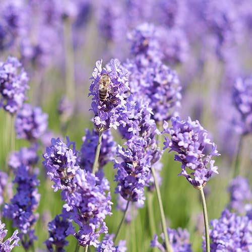 semillas de lavanda - interior variedades tradicionales jardín decoración exóticas 1000pcs