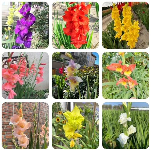 6 pcs Gladiolen Zwiebeln Winterhart, frühlingsblumen zwiebeln, zimmerbonsai bonsai Gladiolen, Gladiolus, Blumenzwiebel Bodendecker Winterhart blumenzwiebel, blumen pflanzen geschenke