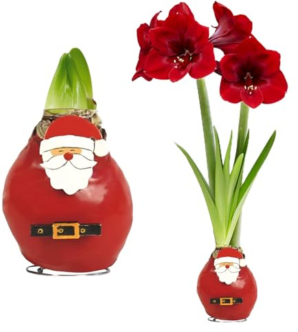 FLORIUM - Wachs Amaryllis Zwiebeln Santa Claus - Wachsamaryllis 28/30 Großformat | 1 Stück | gewachst/wax | ohne Gießen | Exklusive Zimmerpflanzen aus Holland - Hippeastrum(kein glas, vase und Topf)
