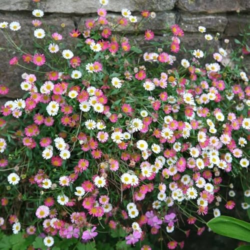 Semillas de margarita española de primavera Jardín con semillas pradera jardín rocas resistentes, resistentes al invierno para el 550pcs