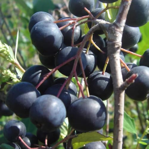 Aronia melanocarpa - nera crescita balcone esotico a prova interno 200semi