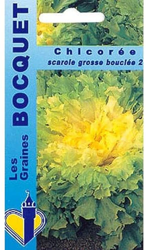 Sachet de graines de Chicorée scarole grosse bouclée 2-4 g - légume feuille - LES GRAINES BOCQUET